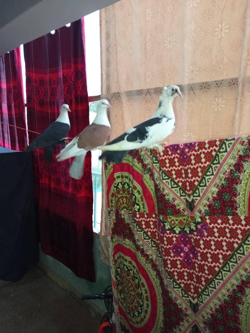 pigeon 2