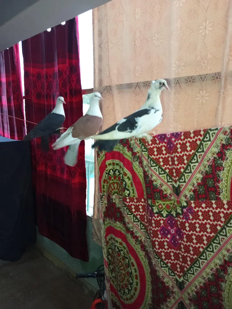 pigeon — photo 3