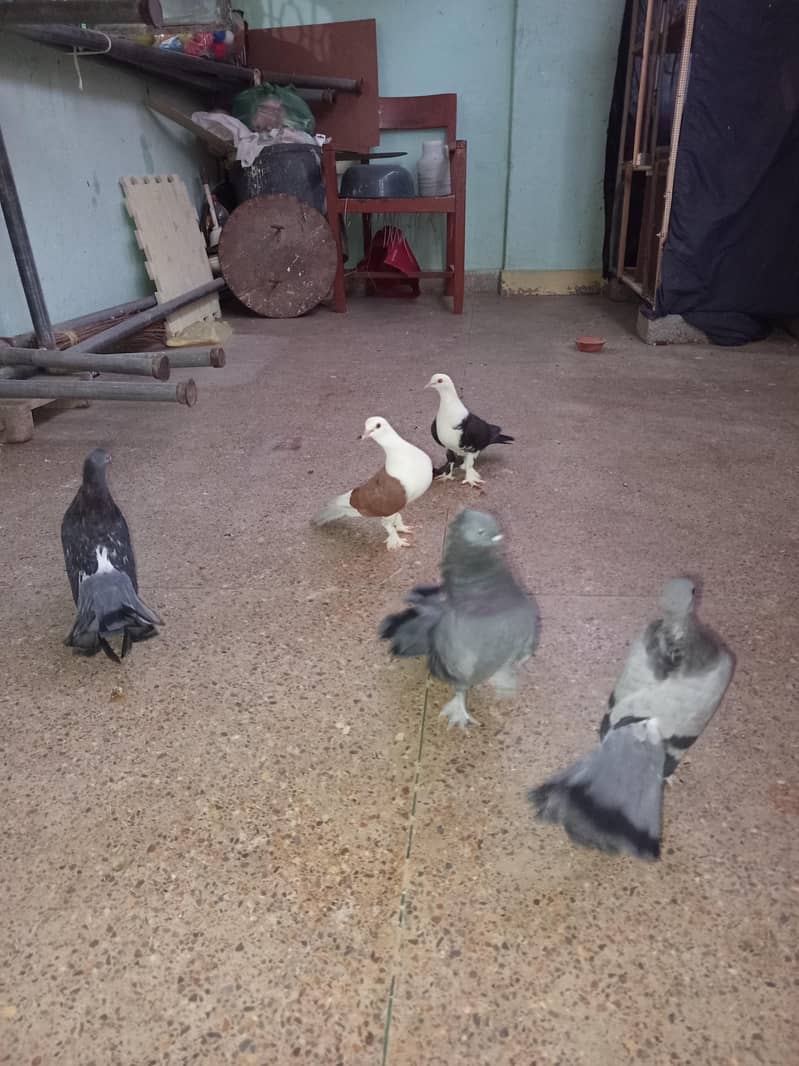 pigeon 3