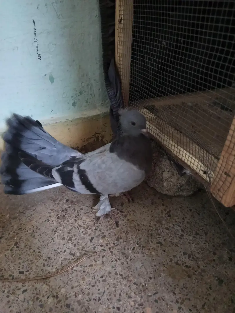 pigeon — photo 5