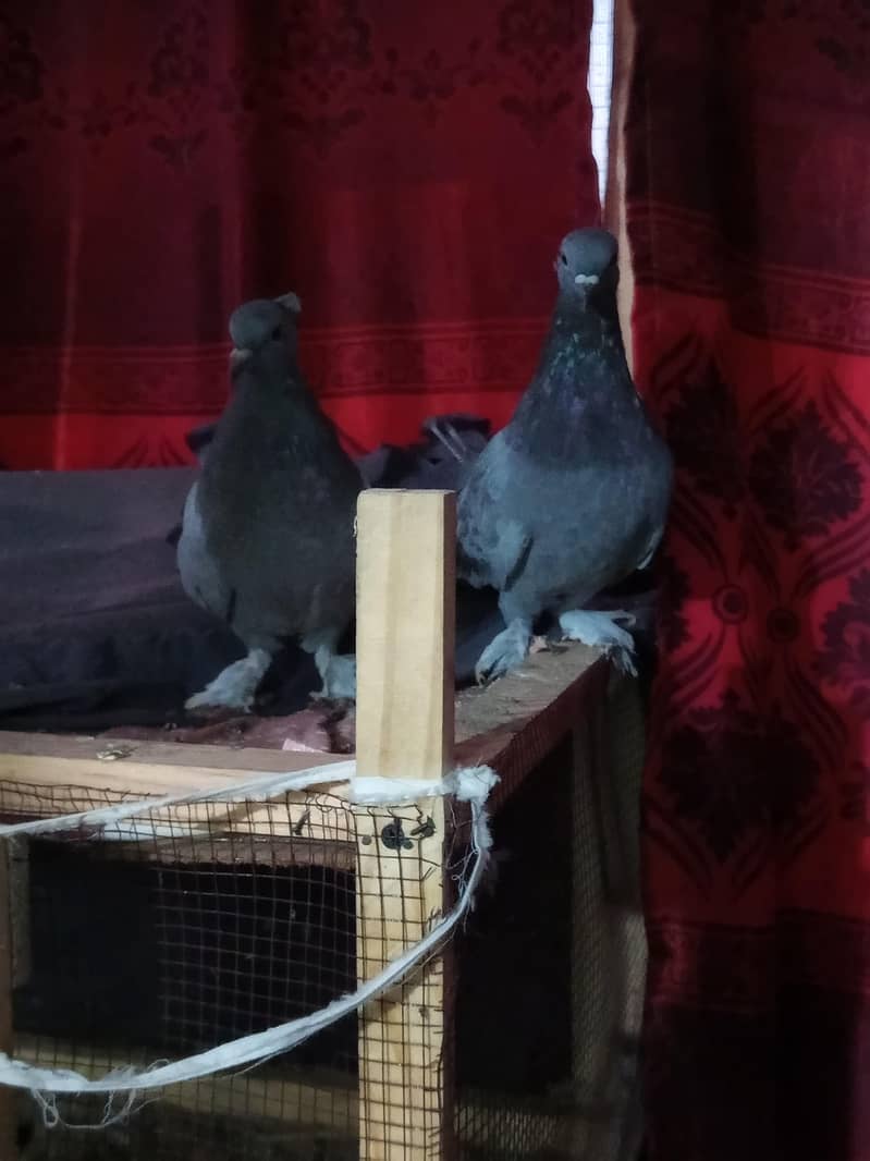 pigeon 6