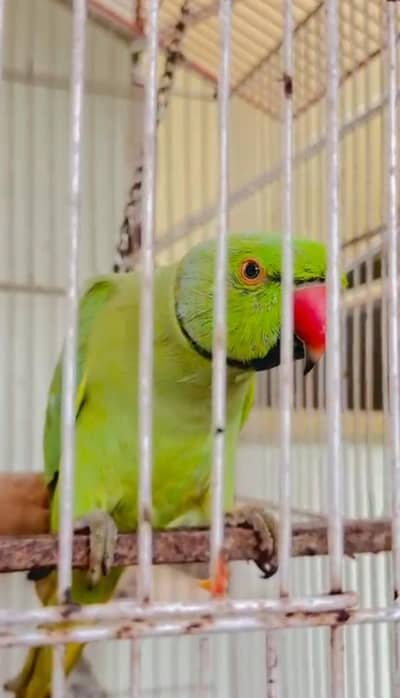 Talk and friendly Male Parrot