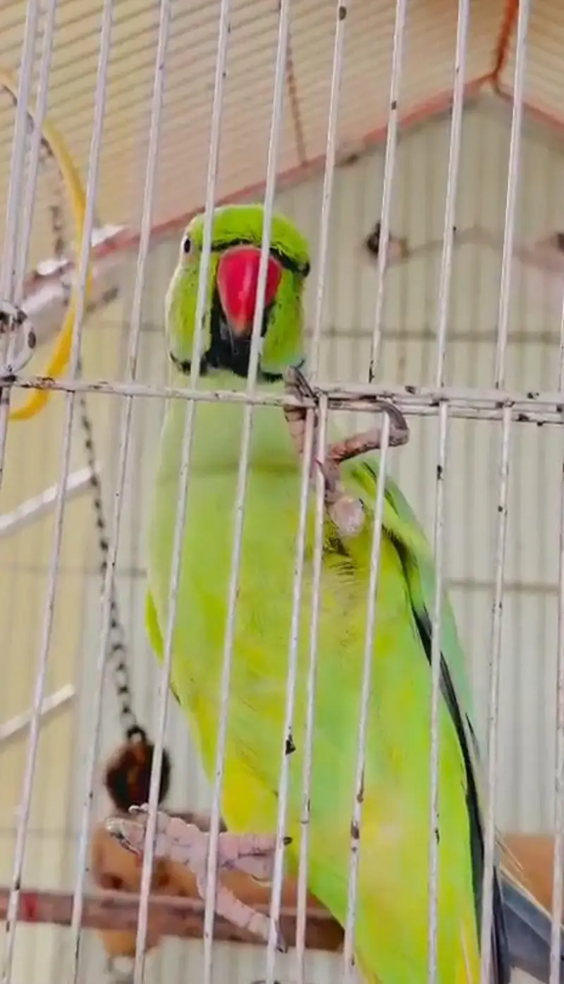Talk and friendly Male Parrot — photo 2