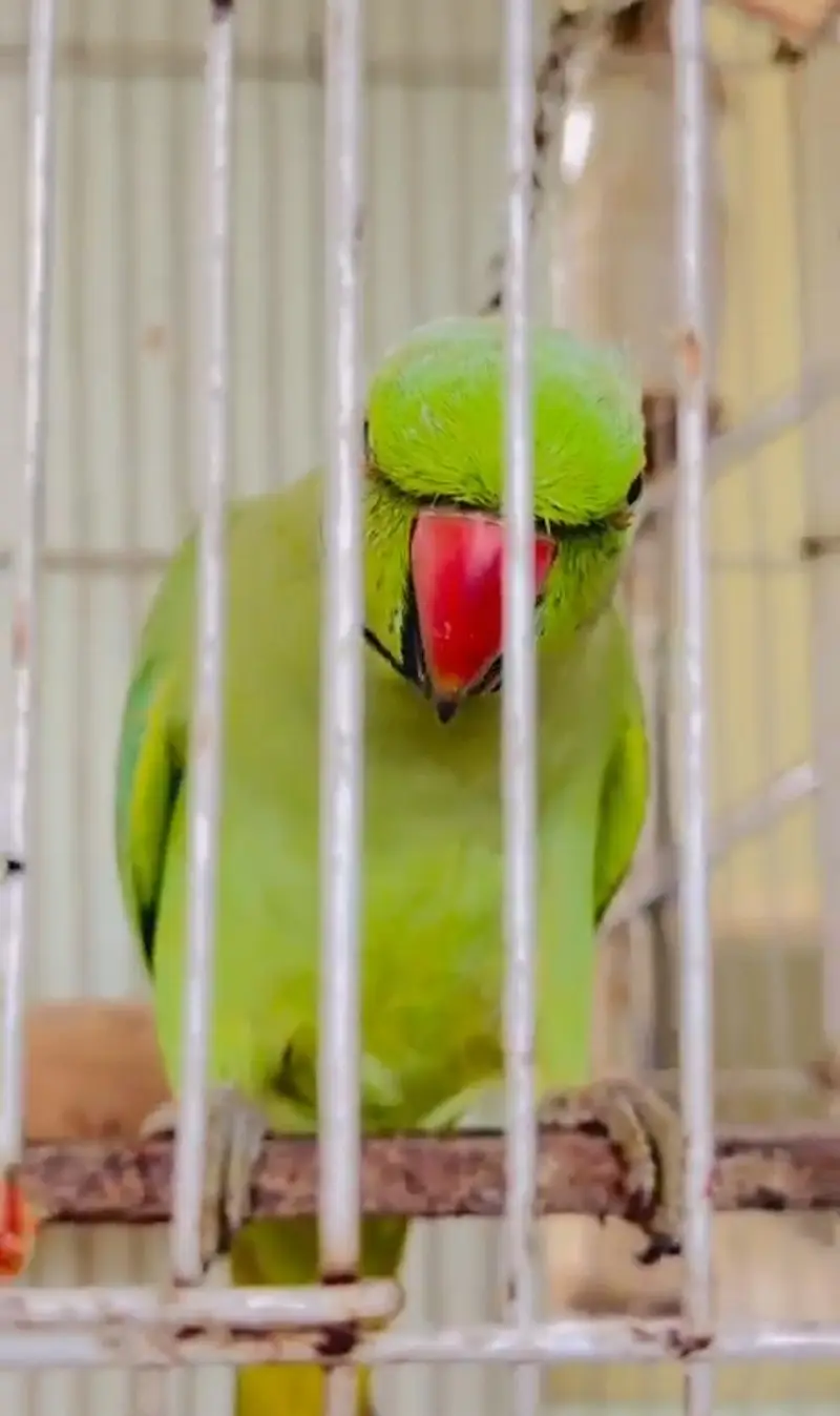 Talk and friendly Male Parrot — photo 3