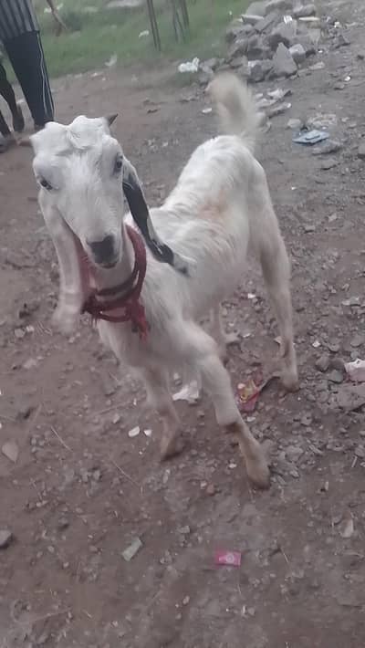 rajanpura bakra