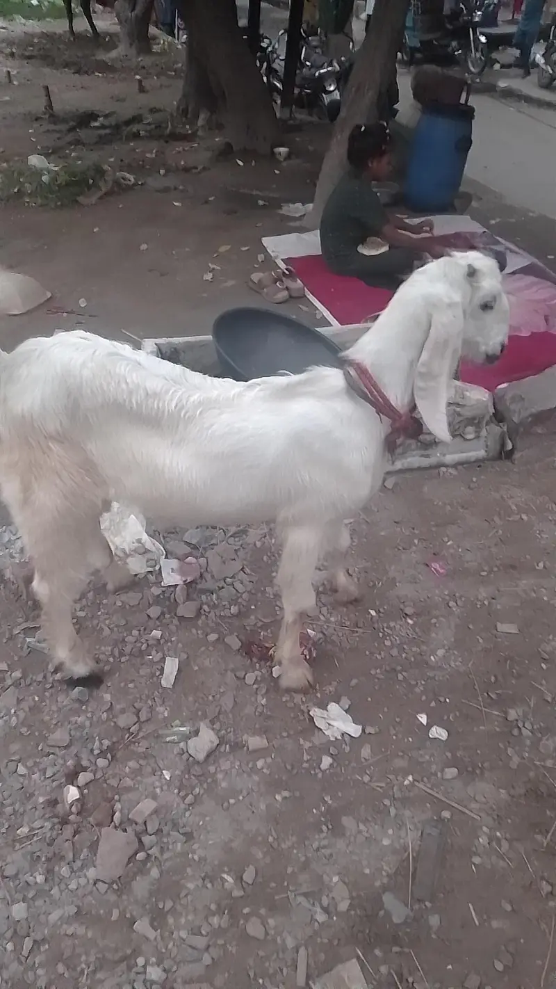 rajanpura bakra — photo 2