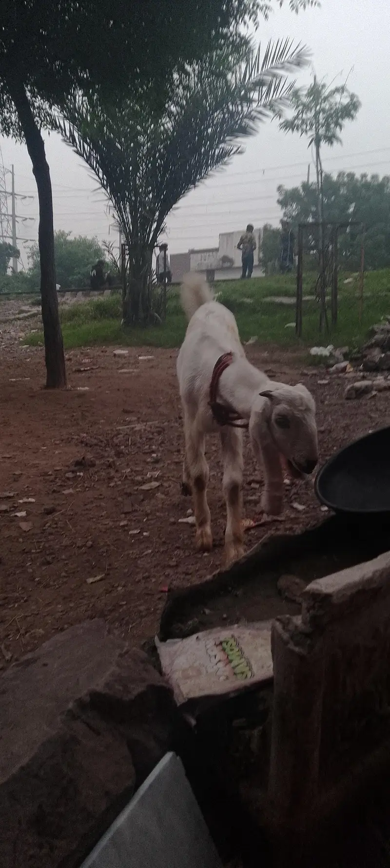 rajanpura bakra — photo 3