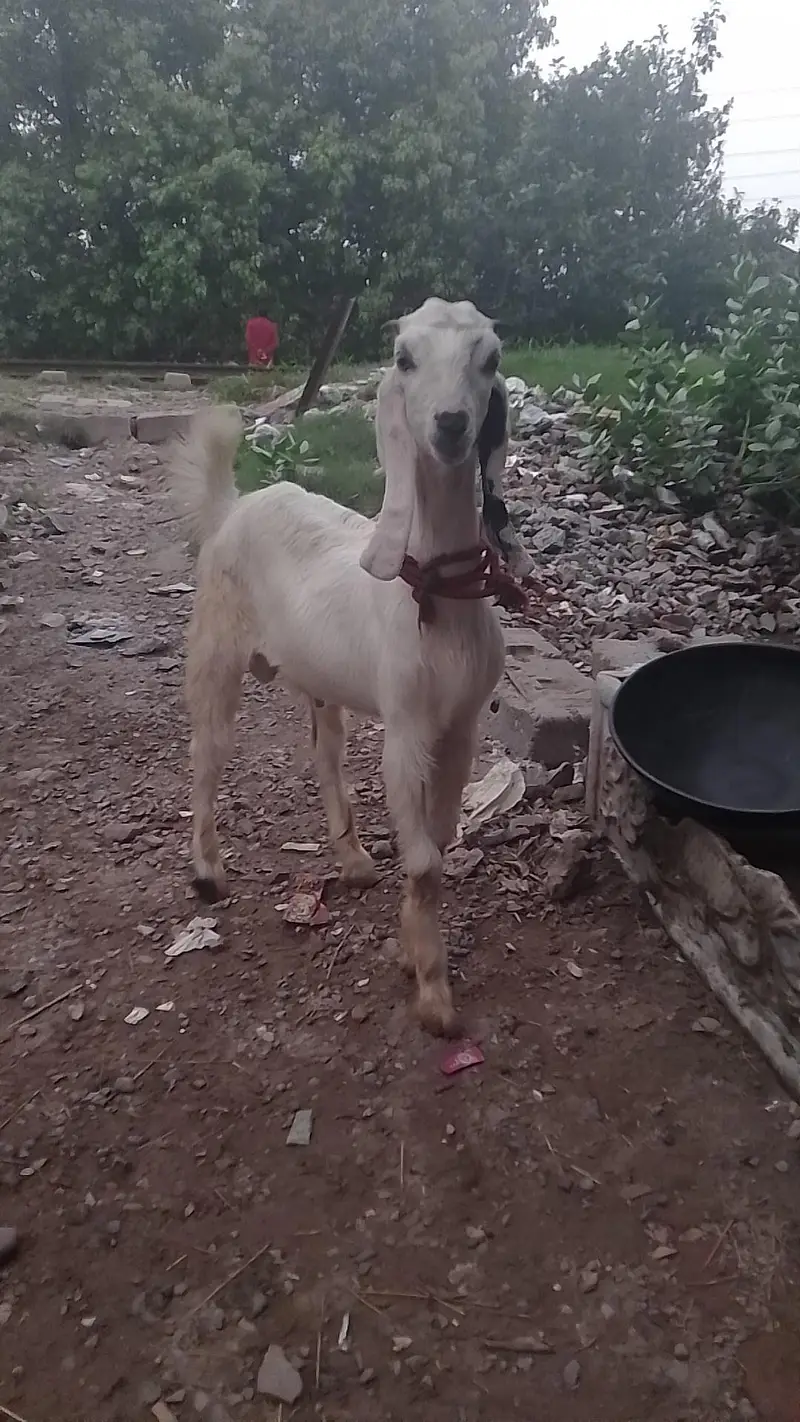 rajanpura bakra — photo 4