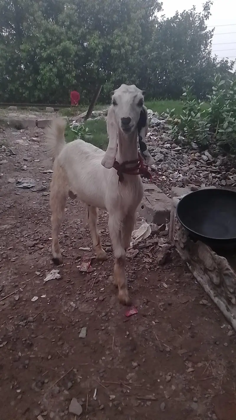rajanpura bakra — photo 5