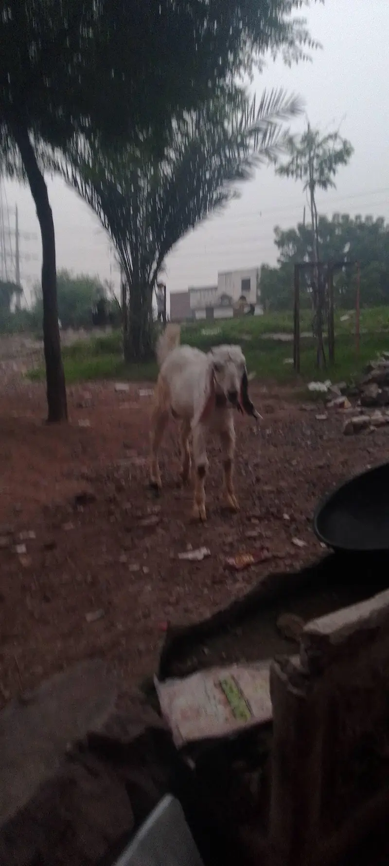 rajanpura bakra — photo 6