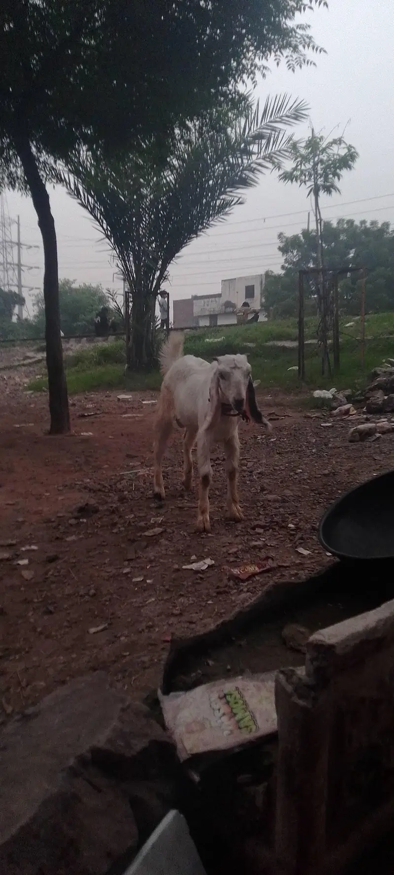 rajanpura bakra — photo 7