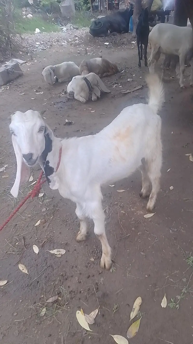 rajanpura bakra — photo 8