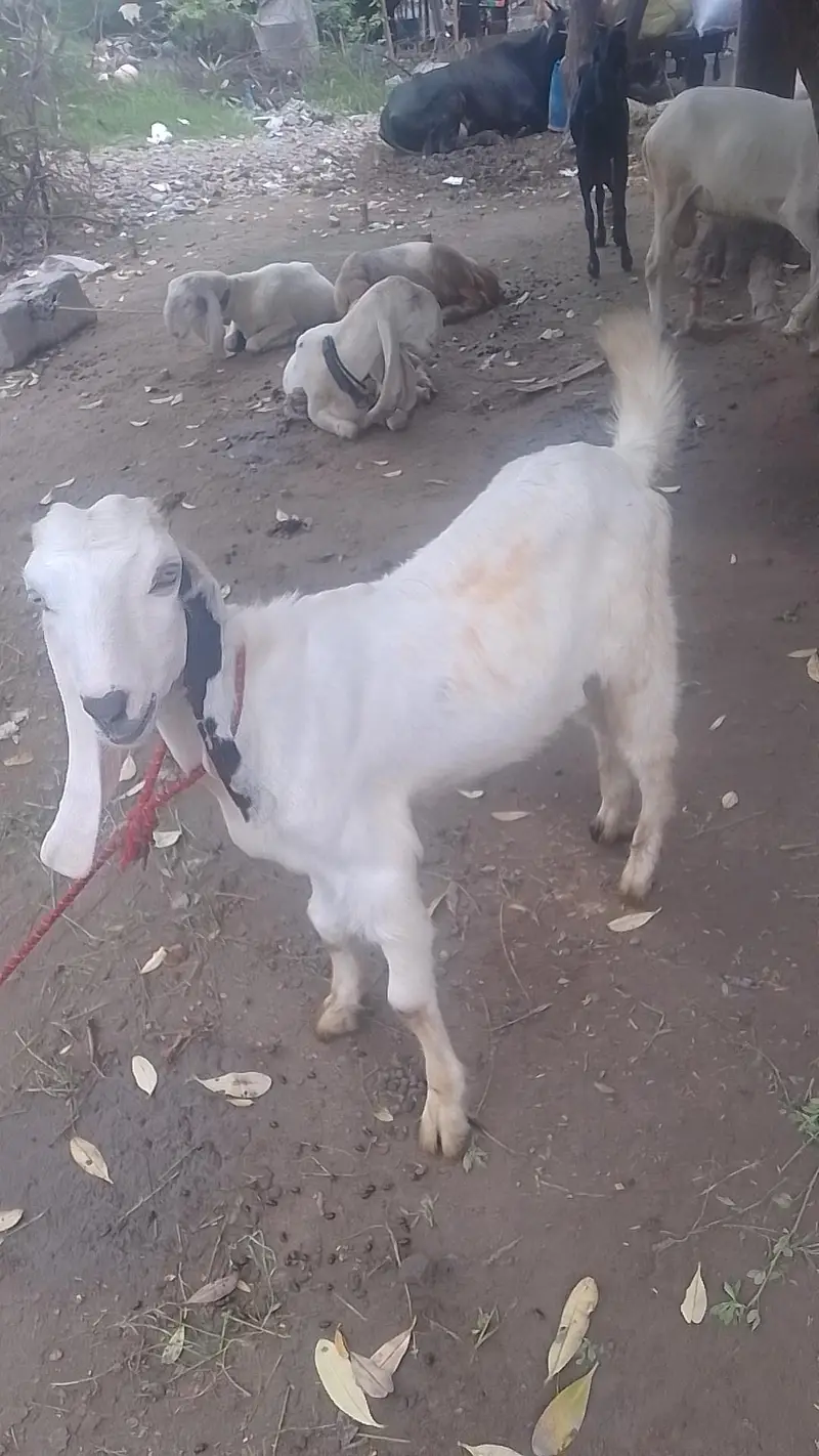 rajanpura bakra — photo 9