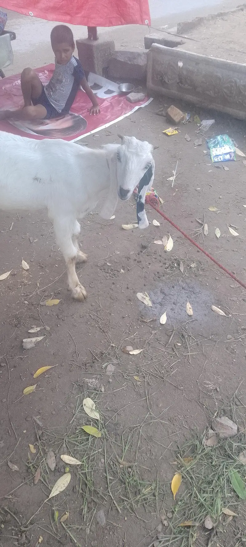 rajanpura bakra — photo 10