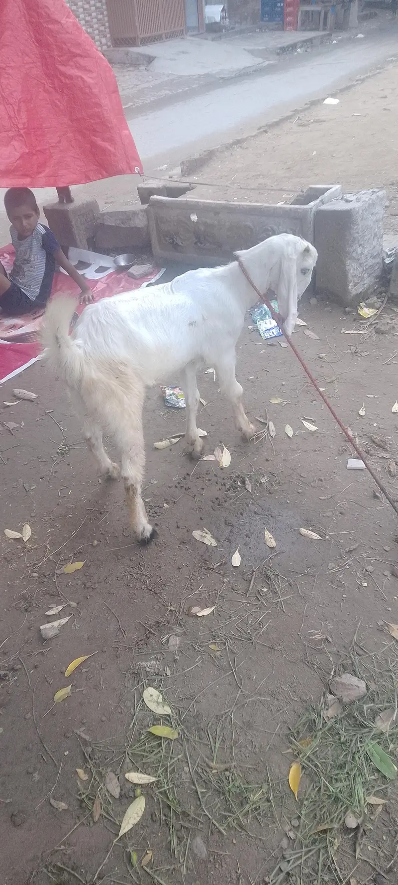 rajanpura bakra — photo 11