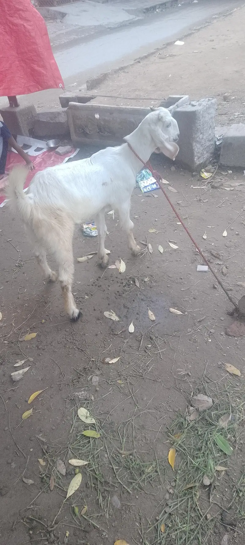 rajanpura bakra — photo 12