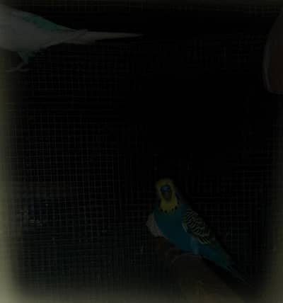 home breed budgie