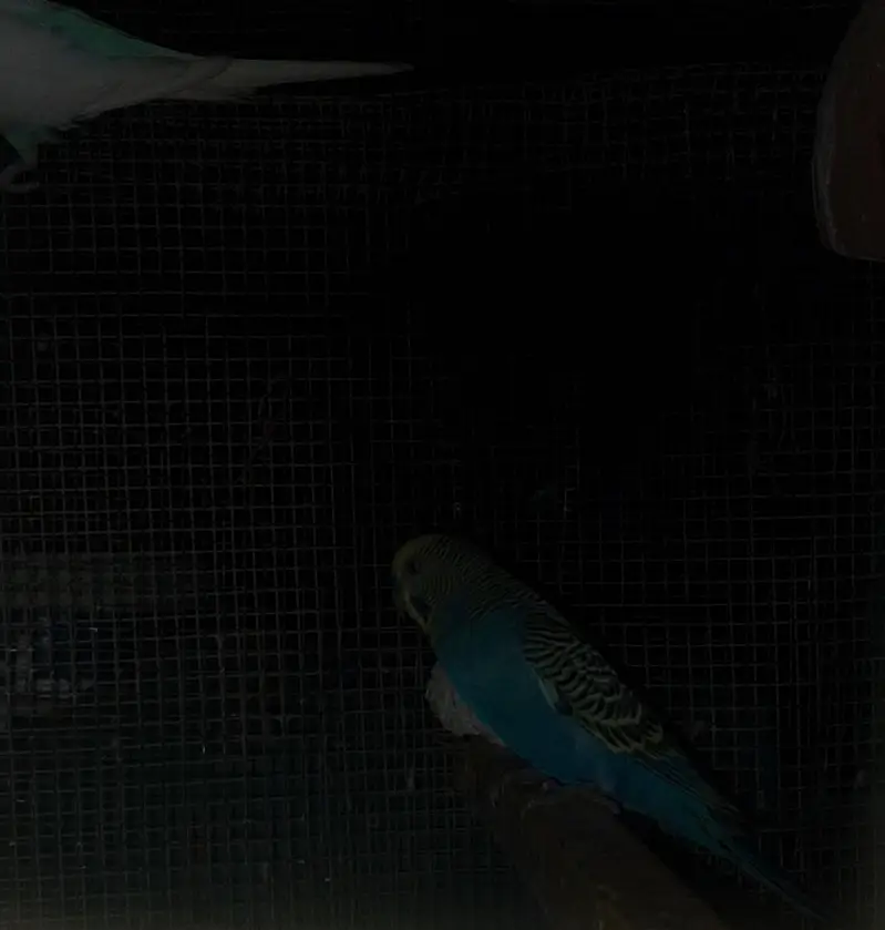 home breed budgie — photo 2