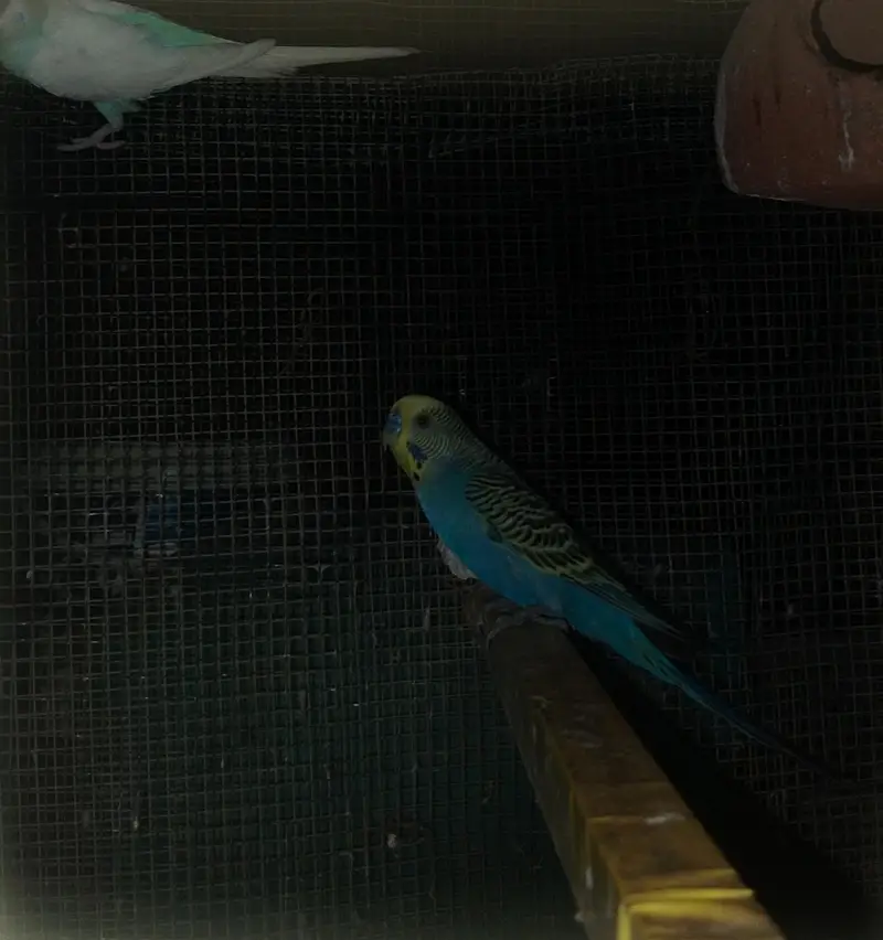 home breed budgie — photo 3