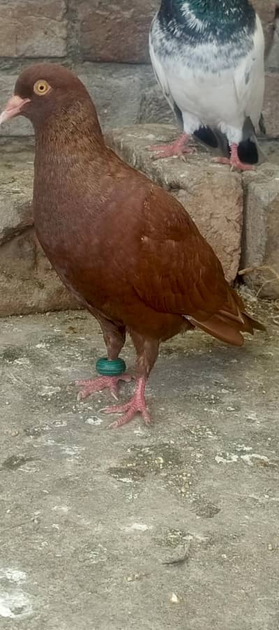 sherazi laky pair with chicks total 8 piece healty and active for sale