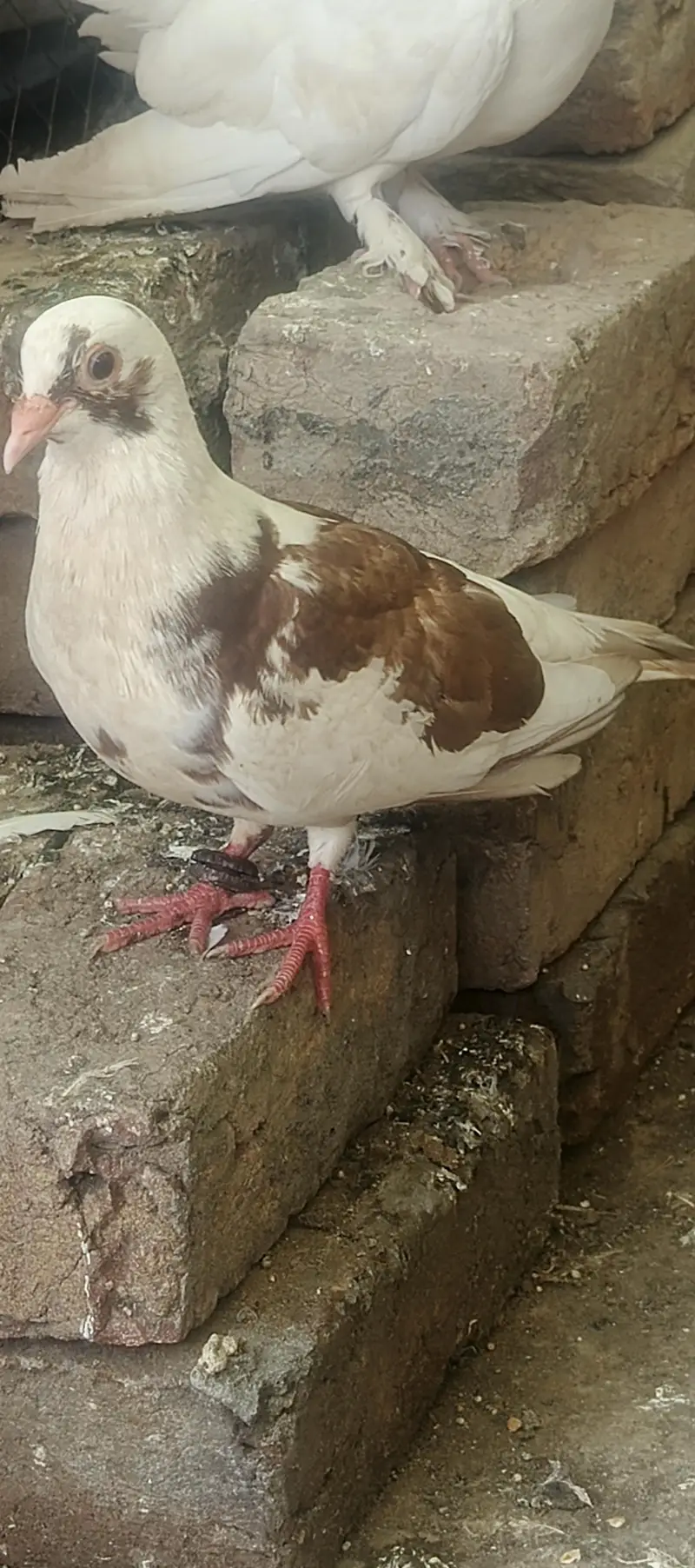 sherazi laky pair with chicks total 8 piece healty and active for sale — photo 2