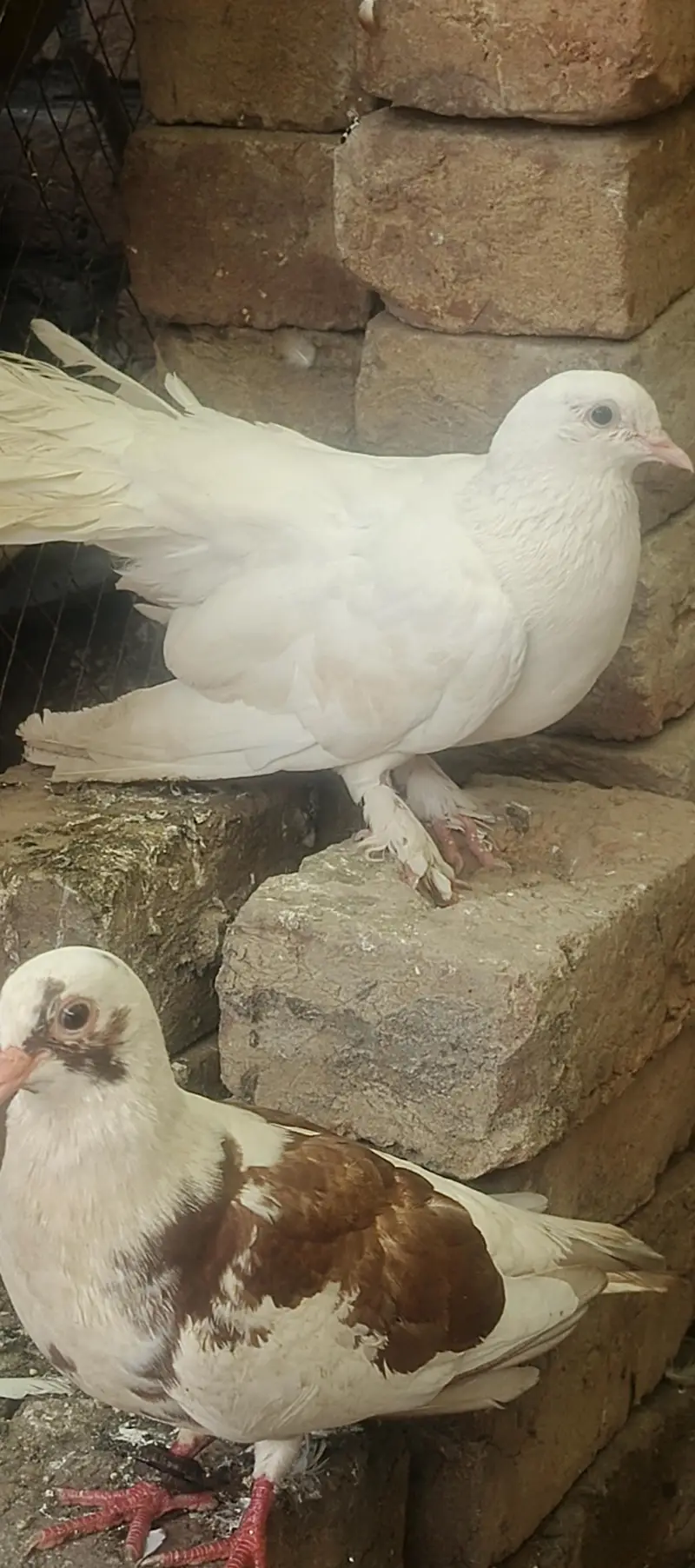 sherazi laky pair with chicks total 8 piece healty and active for sale — photo 3