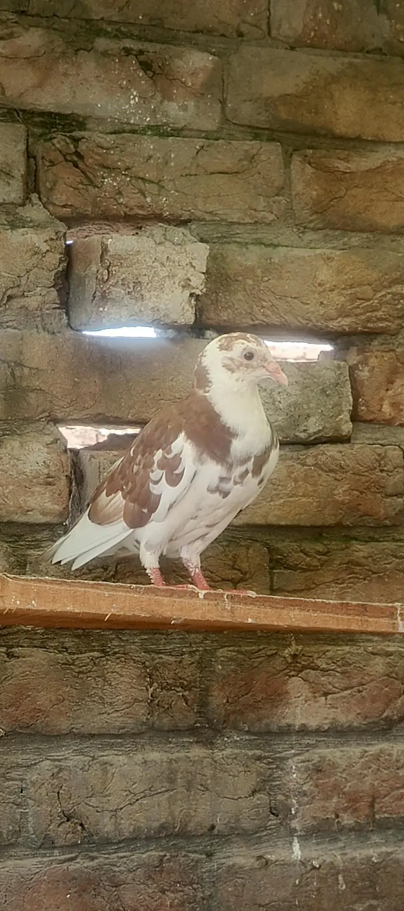 sherazi laky pair with chicks total 8 piece healty and active for sale — photo 4