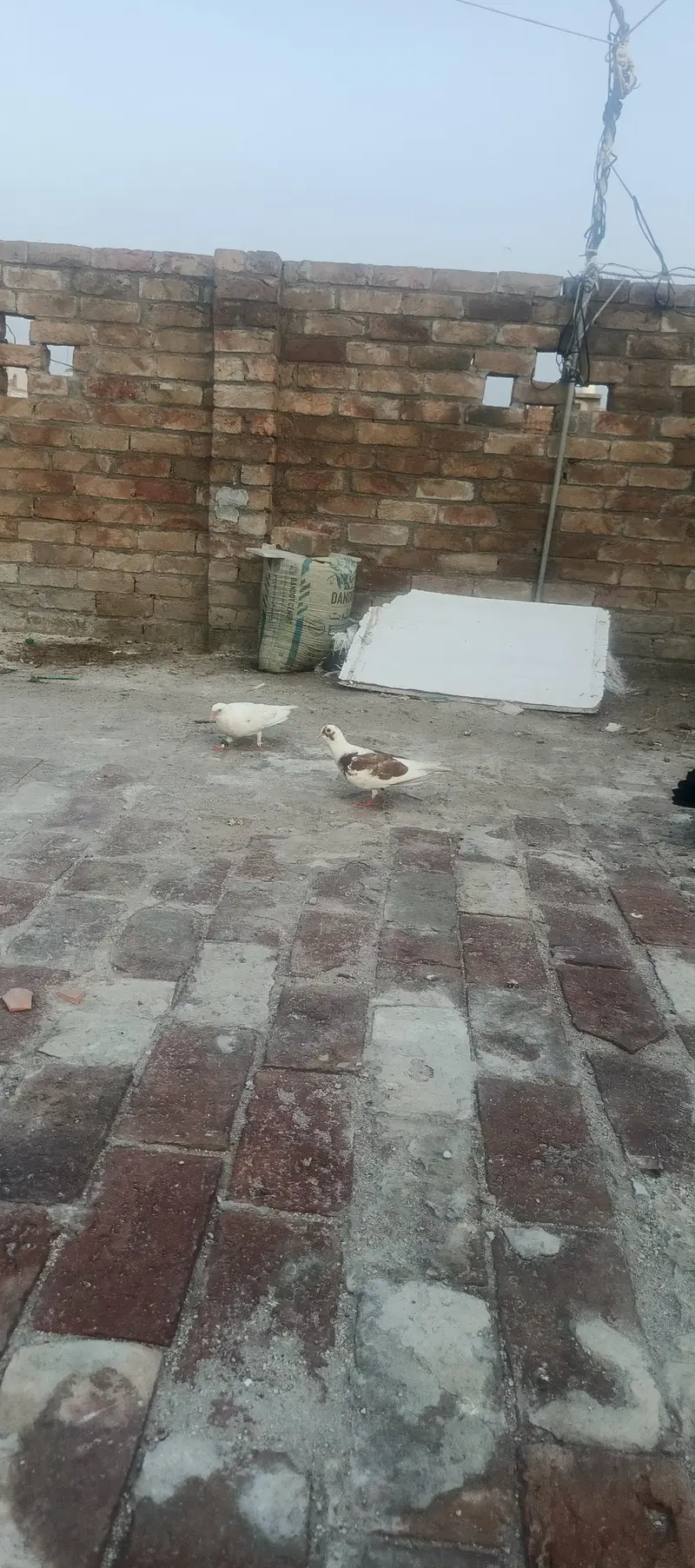 sherazi laky pair with chicks total 8 piece healty and active for sale — photo 5