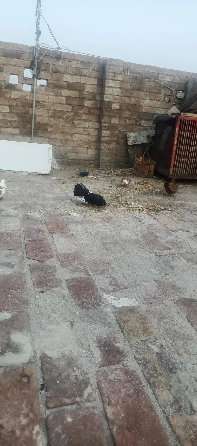 sherazi laky pair with chicks total 8 piece healty and active for sale — photo 6