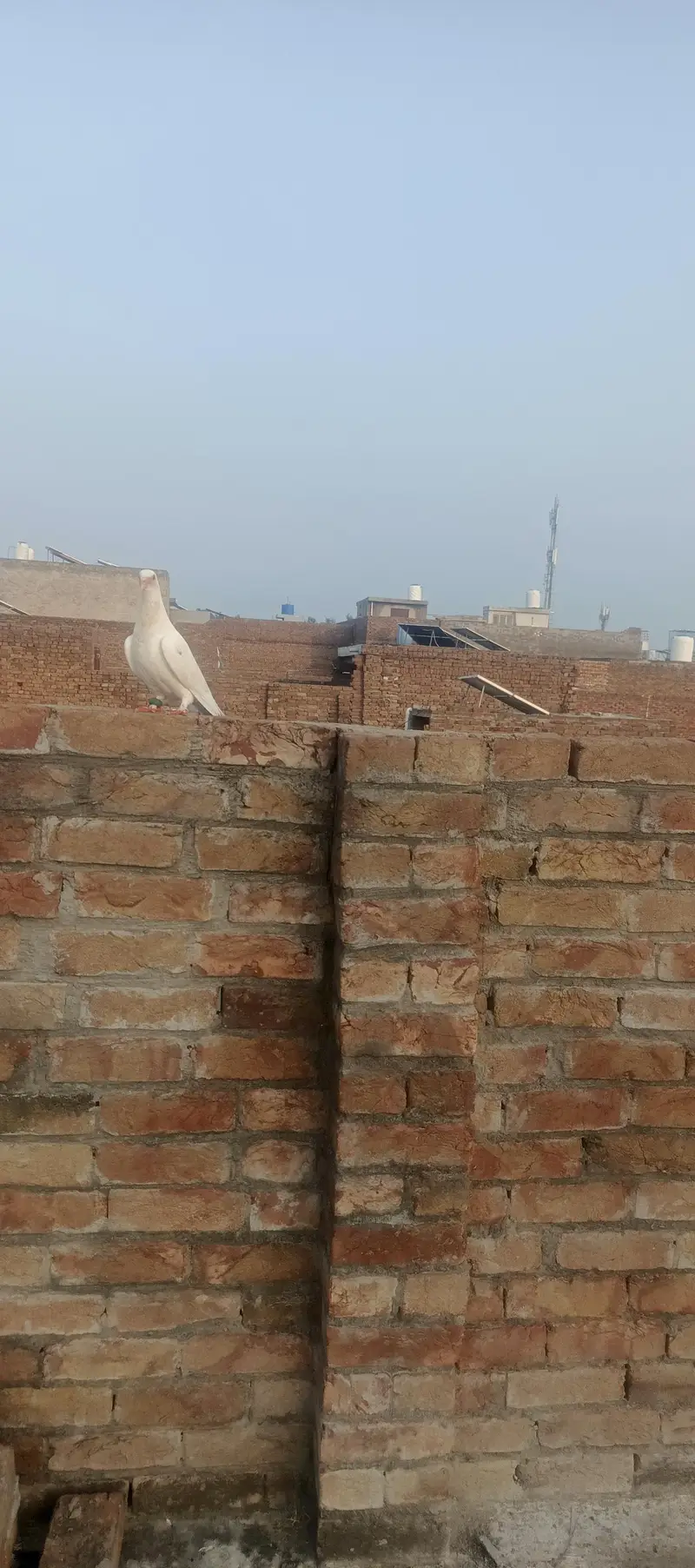 sherazi laky pair with chicks total 8 piece healty and active for sale — photo 7