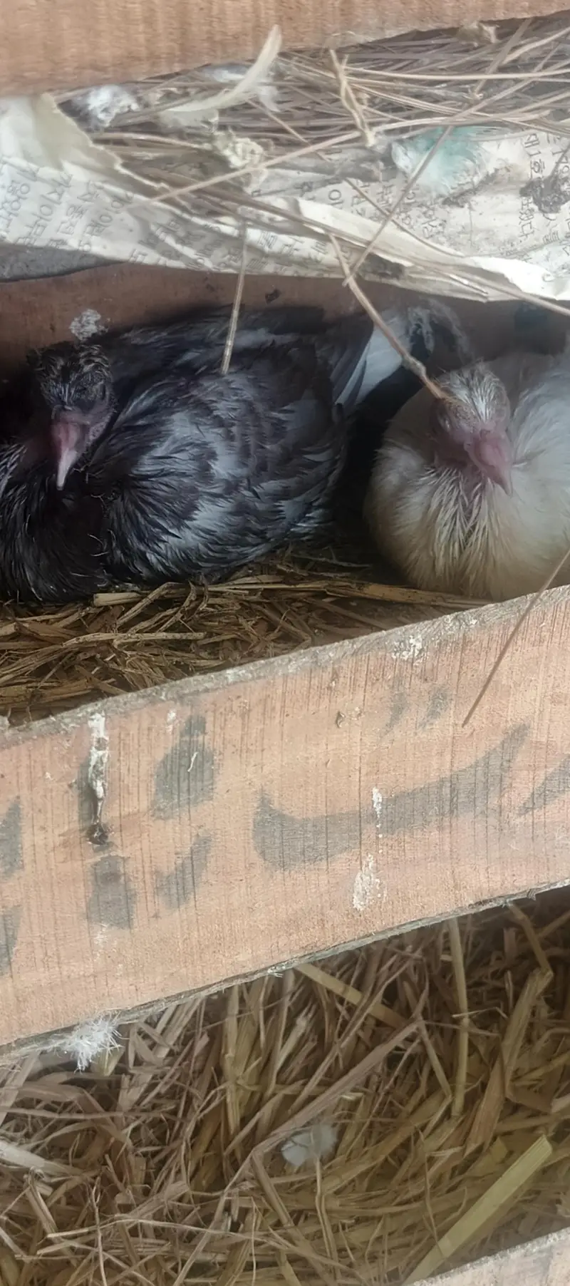 sherazi laky pair with chicks total 8 piece healty and active for sale — photo 8