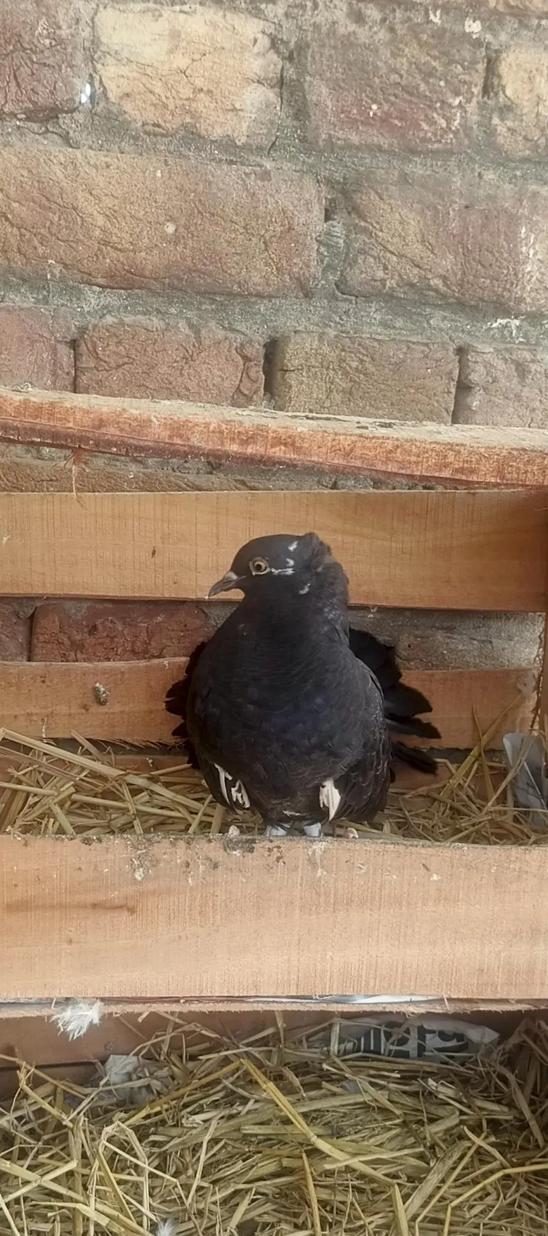sherazi laky pair with chicks total 8 piece healty and active for sale — photo 9