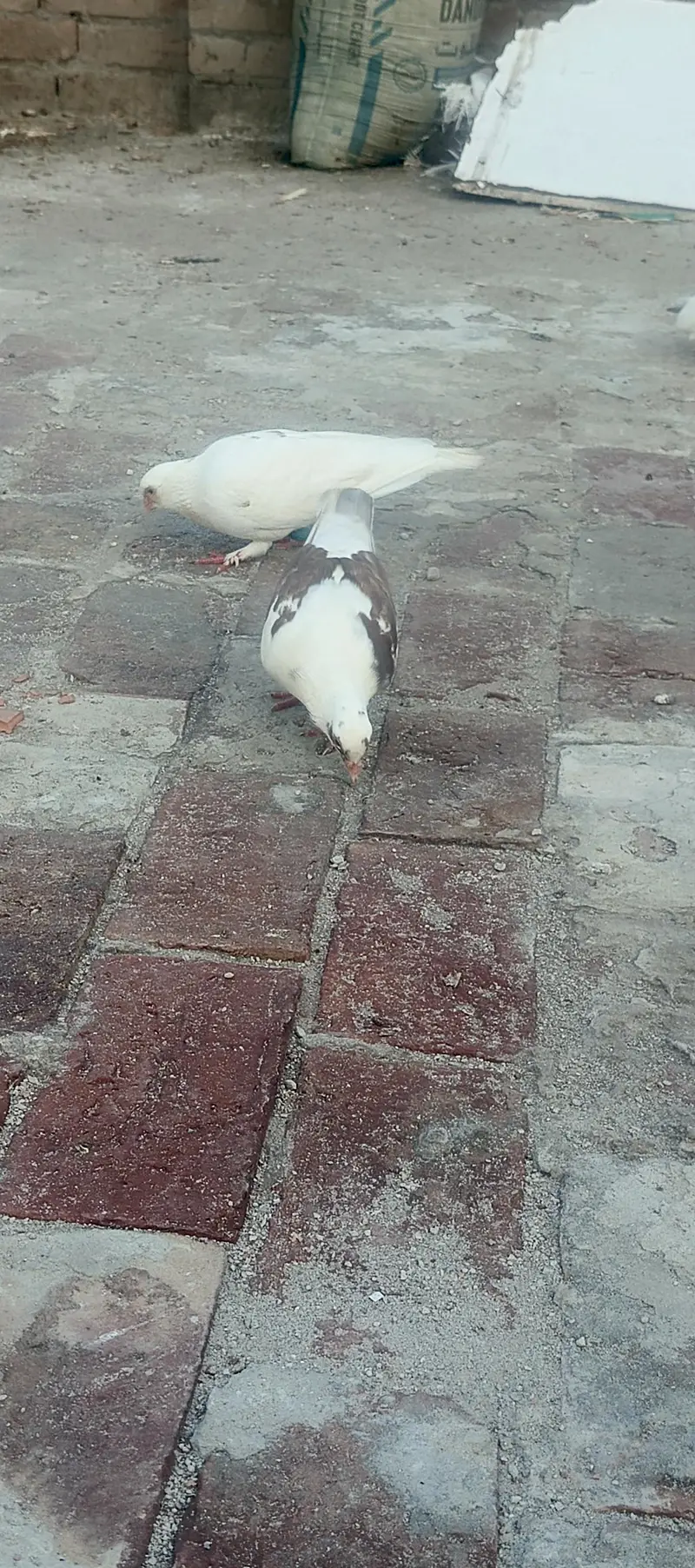 sherazi laky pair with chicks total 8 piece healty and active for sale — photo 10
