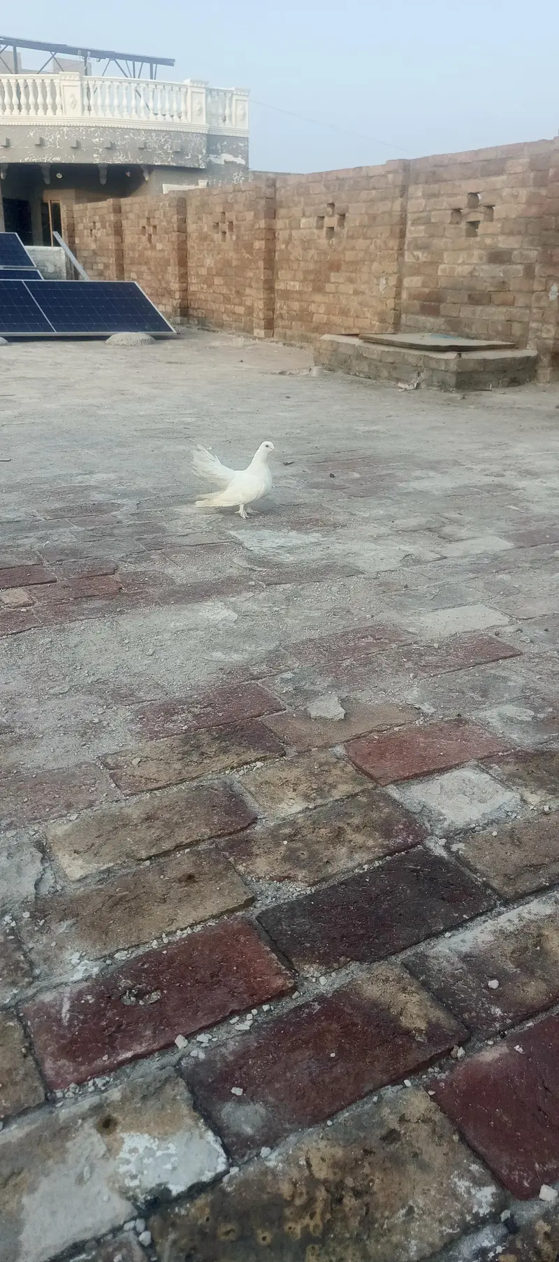 sherazi laky pair with chicks total 8 piece healty and active for sale — photo 11
