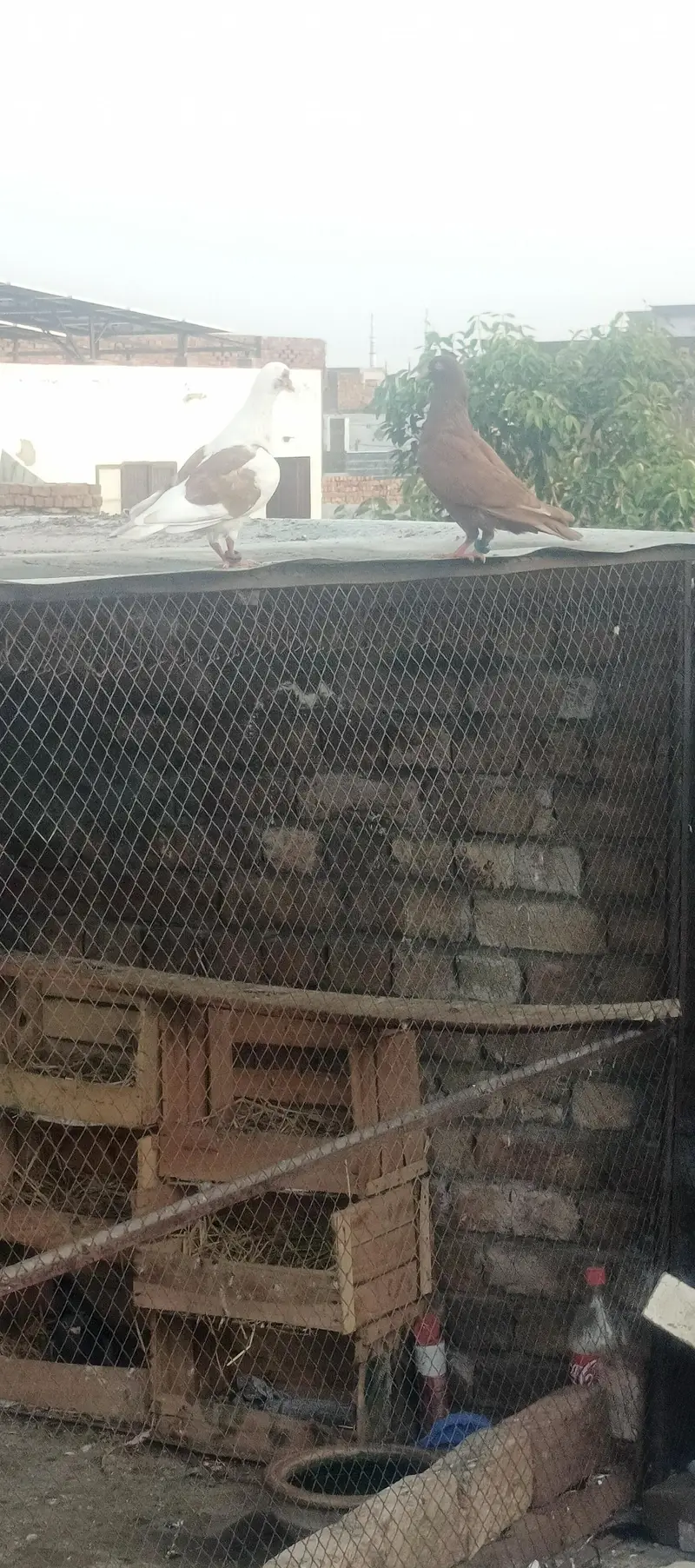 sherazi laky pair with chicks total 8 piece healty and active for sale — photo 12