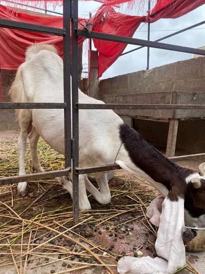 Gulabi bakri or 1 bacha sale . .