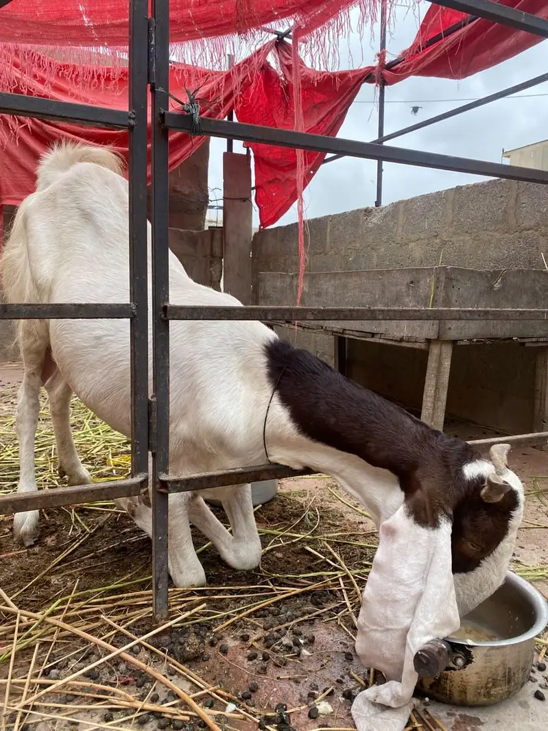 Gulabi bakri or 1 bacha sale . . — photo 3