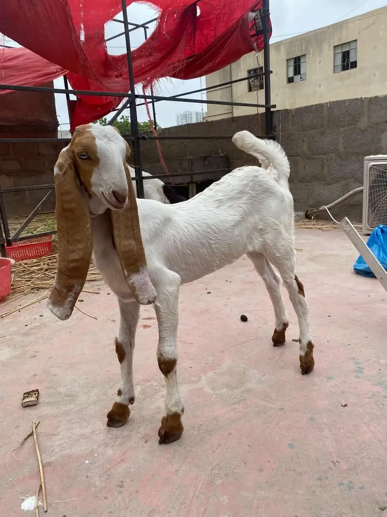 Gulabi bakri or 1 bacha sale . . — photo 6