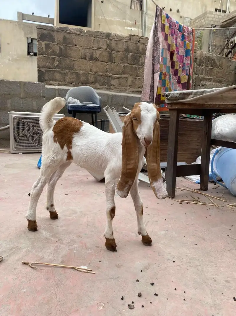 Gulabi bakri or 1 bacha sale . . — photo 7