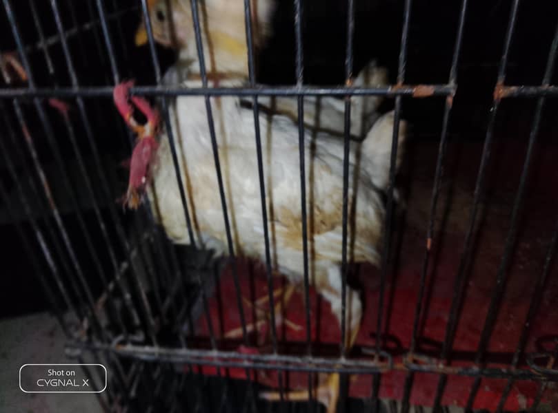 hens . 5
