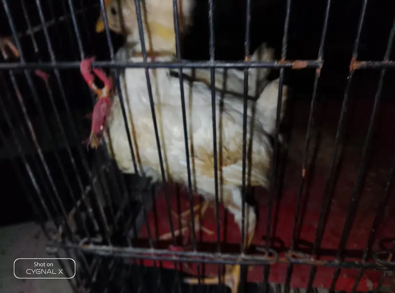 hens . — photo 6