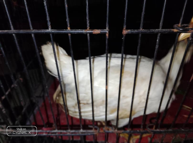 hens . 6