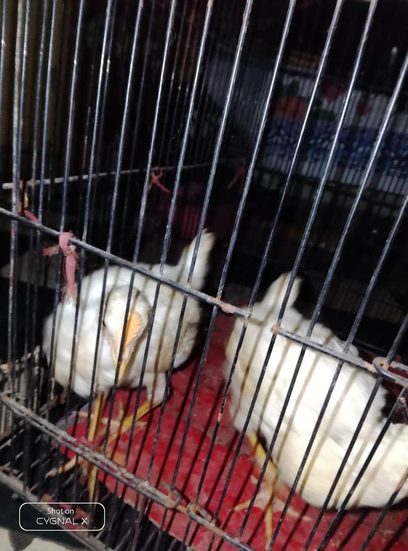 hens . 7