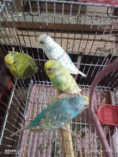 1 Rainbow Pair Or 2 Male's For Sale