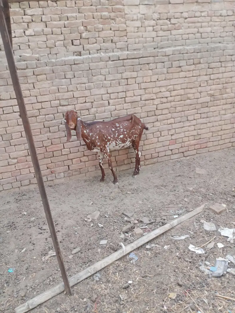 5 goats for syll — photo 2