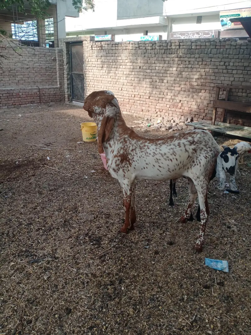 5 goats for syll — photo 3