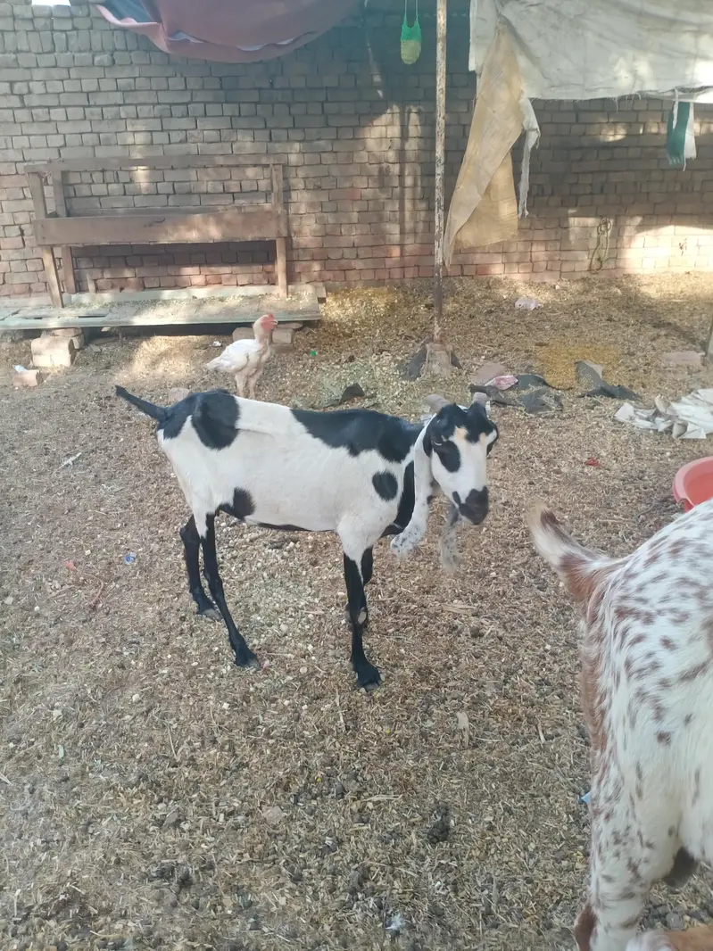 5 goats for syll — photo 4