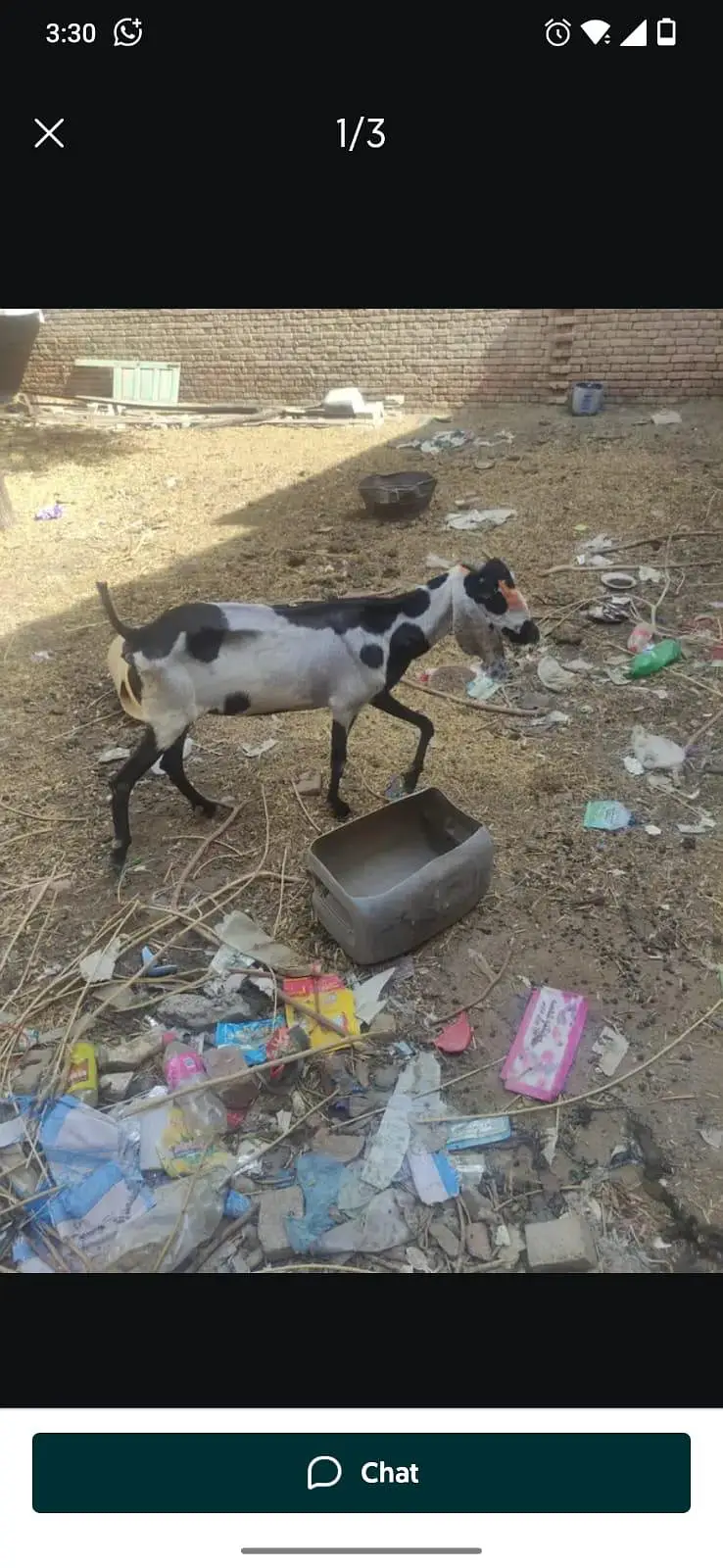 5 goats for syll — photo 5