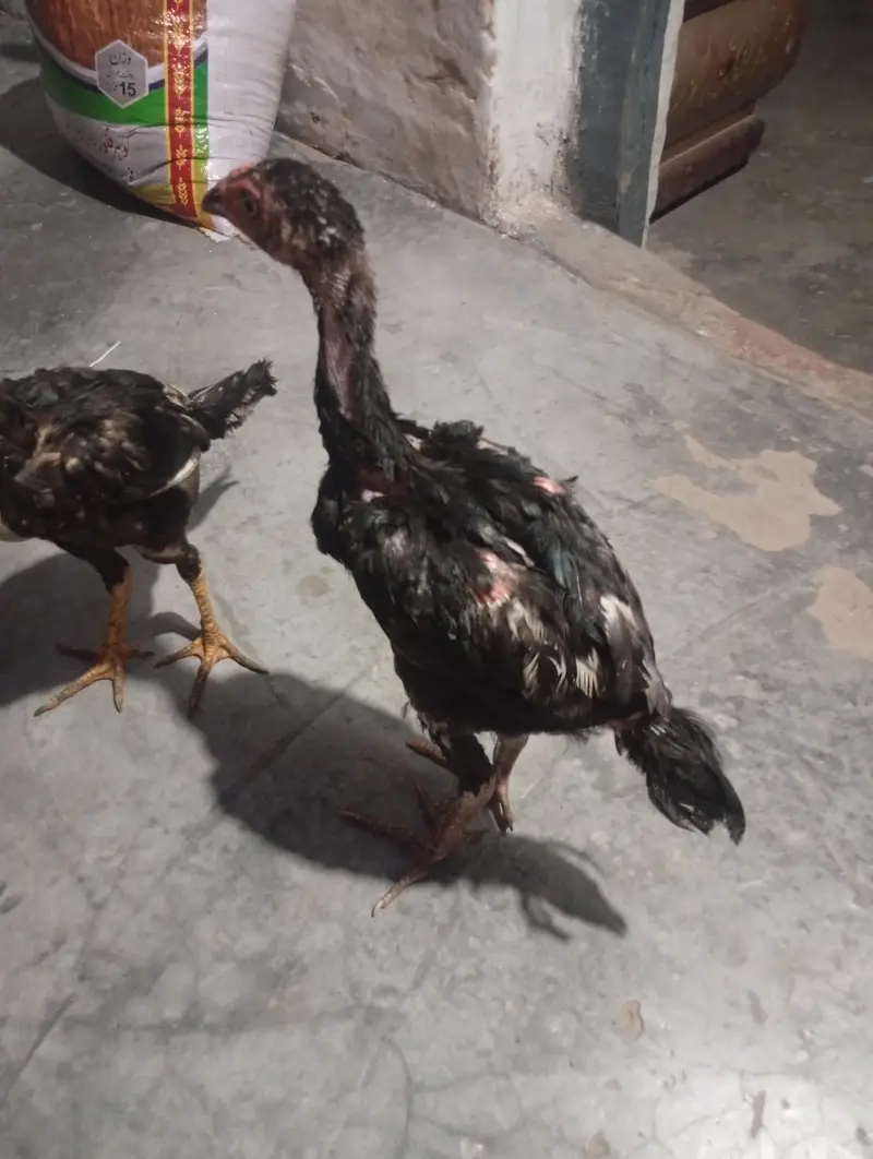 seal black Mustafa — photo 4
