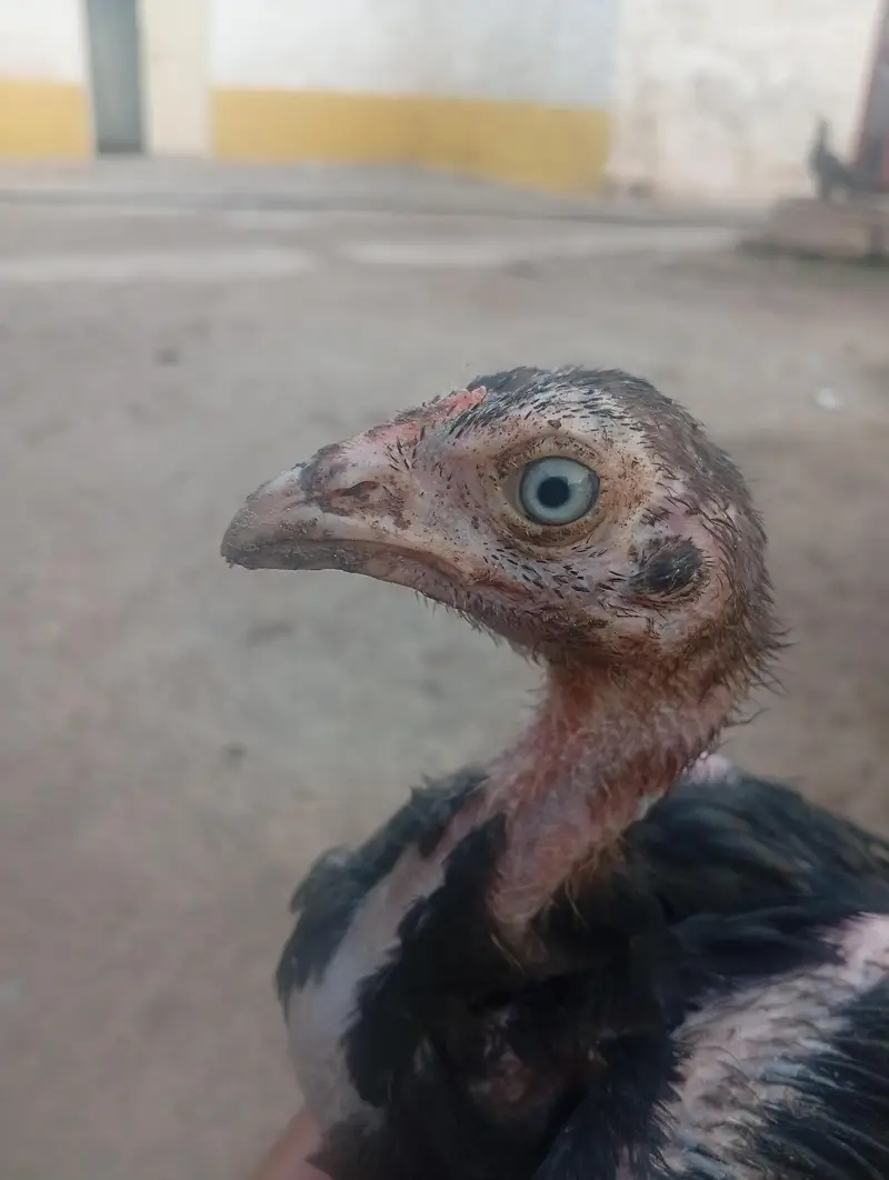 seal black Mustafa — photo 8
